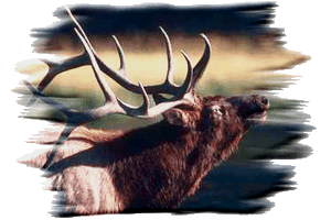Bull Elk Bugling © Copyright Page Makers, LLC