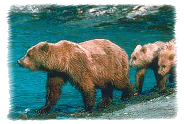 Grizzly bear sow and cubs walking by river ©