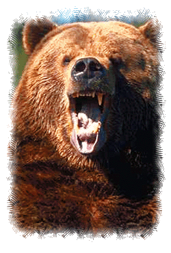 Grizzly bear growling ©