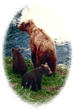 Grizzly Bear Sow and Cubs by a river ©